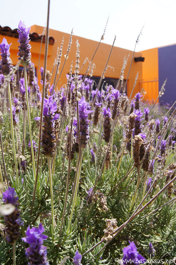 lavanda | Casa Haus