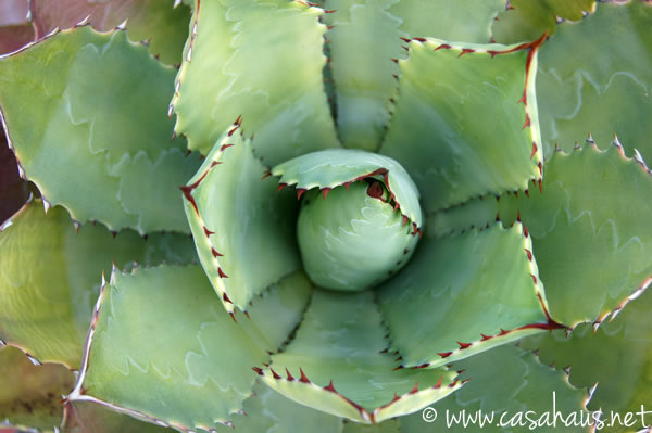 suculenta | Casa Haus