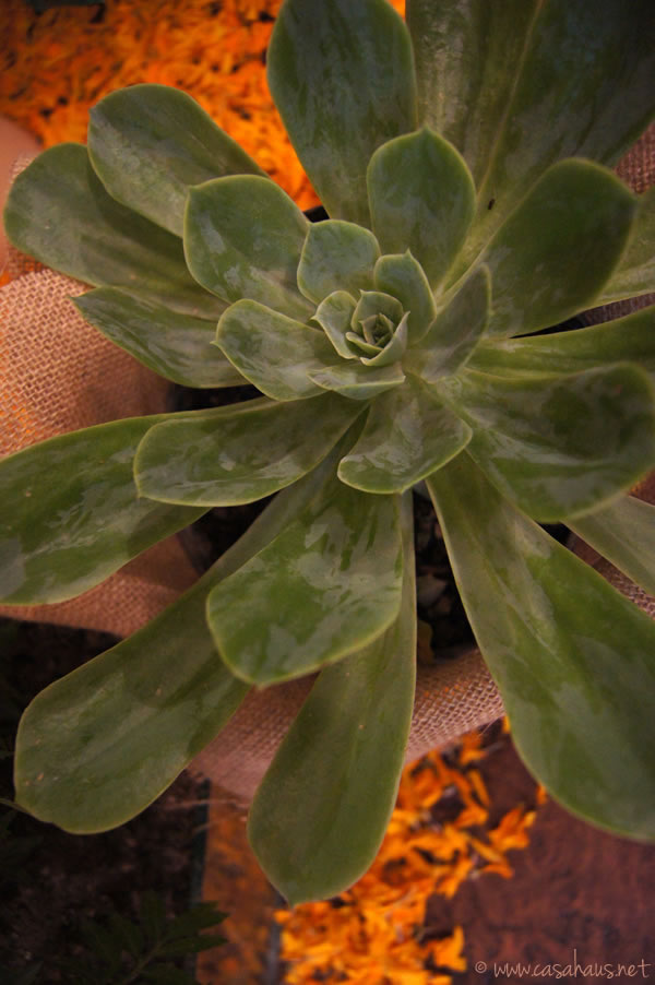 suculenta | Casa Haus