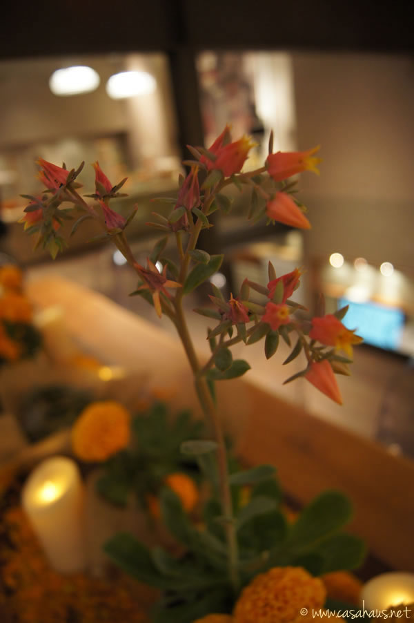 flor suculenta | Casa Haus