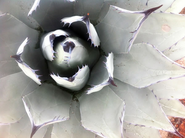 agave blanco | Casa Haus