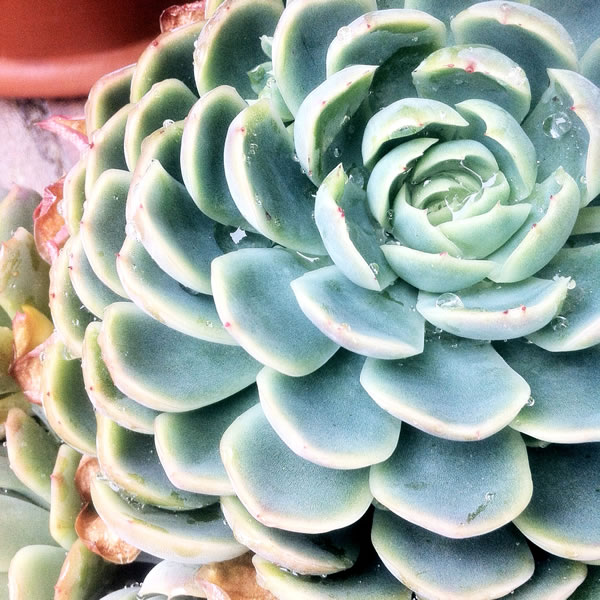 suculenta por Casa Haus