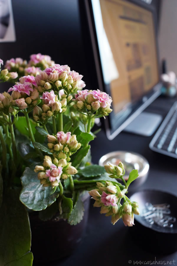 Quedamos en un rincón verde | Casa Haus