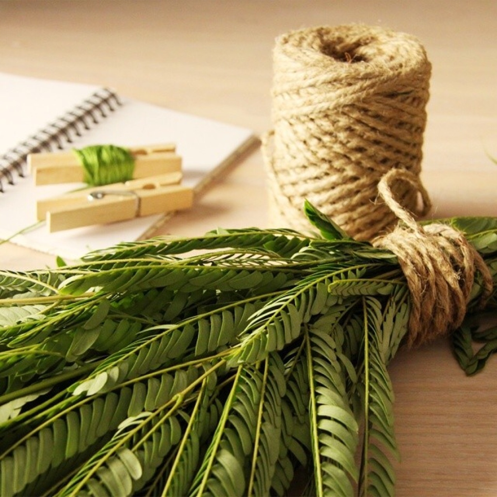 Helechos por Sonia Otero | Casa Haus