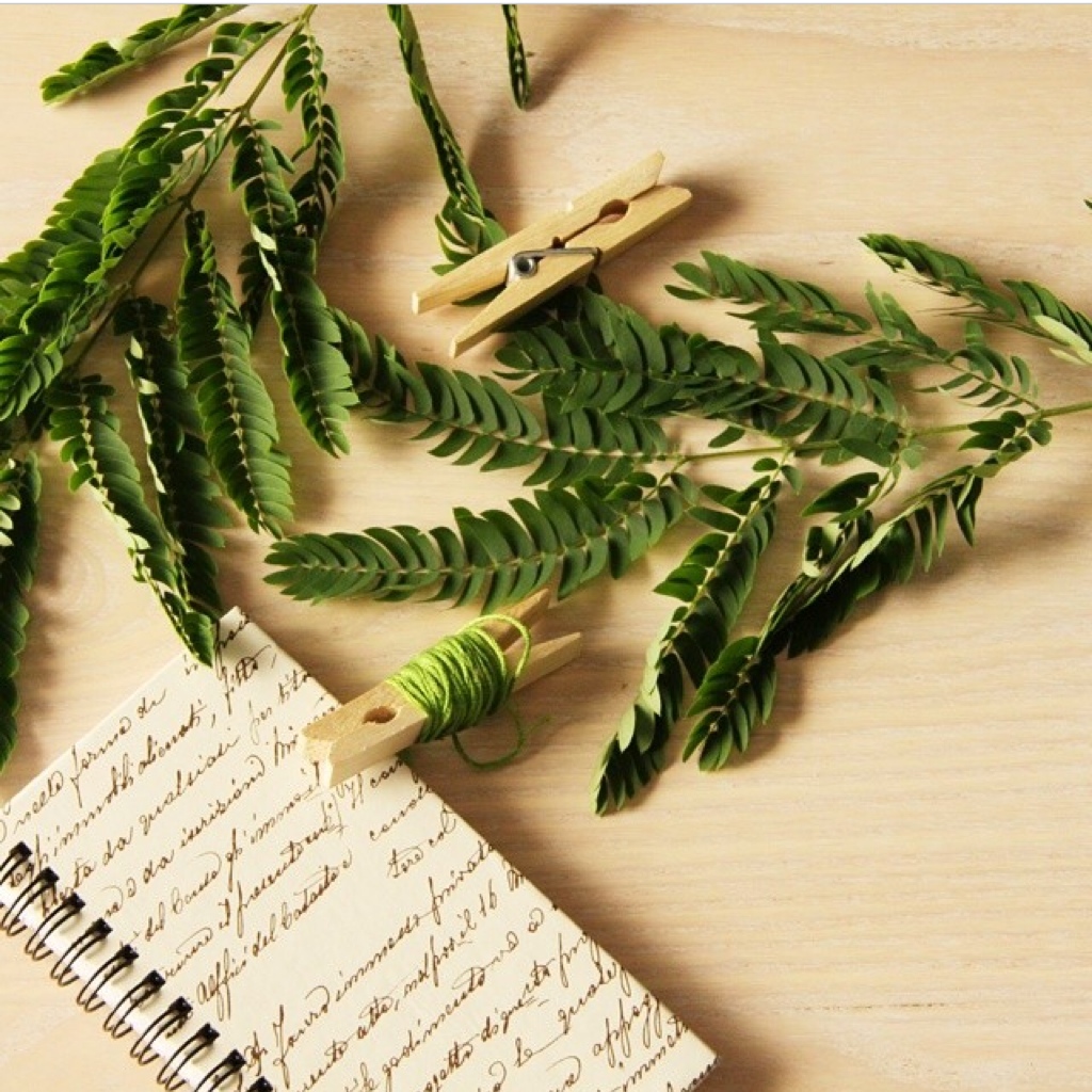 Helechos por Sonia Otero | Casa Haus