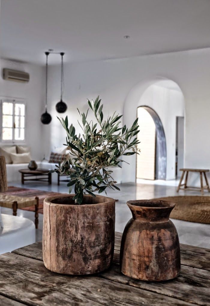 Indoor Olive Trees | Olivos para el interior | casahaus.net