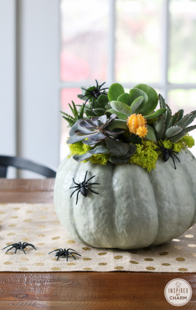 Calabaza como maceta, con suculentas